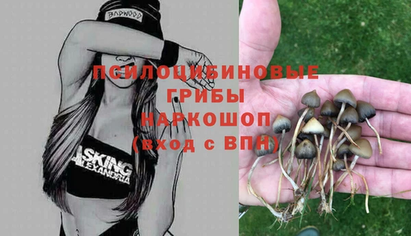 крисы Магас
